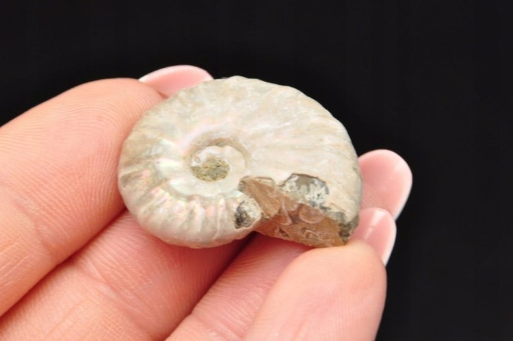 * AMONIT Z OPALIZACJĄ MADAGASKAR DOSKONAŁA JAKOŚĆ SUPER KOLOR NR 19 *