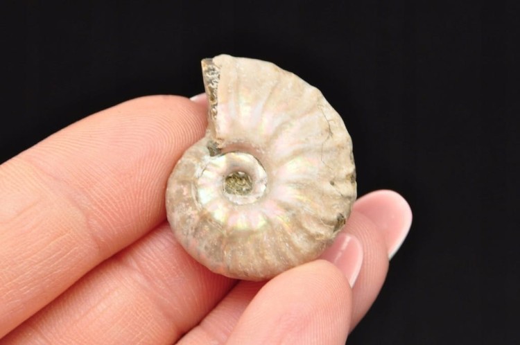 * AMONIT Z OPALIZACJĄ MADAGASKAR DOSKONAŁA JAKOŚĆ SUPER KOLOR NR 19 *