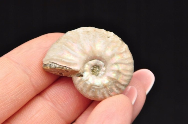 * AMONIT Z OPALIZACJĄ MADAGASKAR DOSKONAŁA JAKOŚĆ SUPER KOLOR NR 19 *