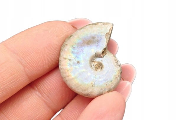 * AMONIT Z OPALIZACJĄ MADAGASKAR WIELOKOLOROWA PRAWDZIWA SKAMIENIAŁOŚĆ 20 *