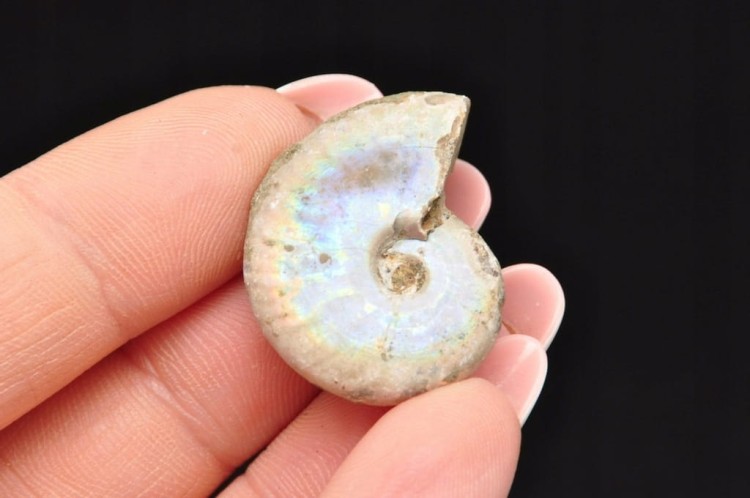 * AMONIT Z OPALIZACJĄ MADAGASKAR WIELOKOLOROWA PRAWDZIWA SKAMIENIAŁOŚĆ 20 *