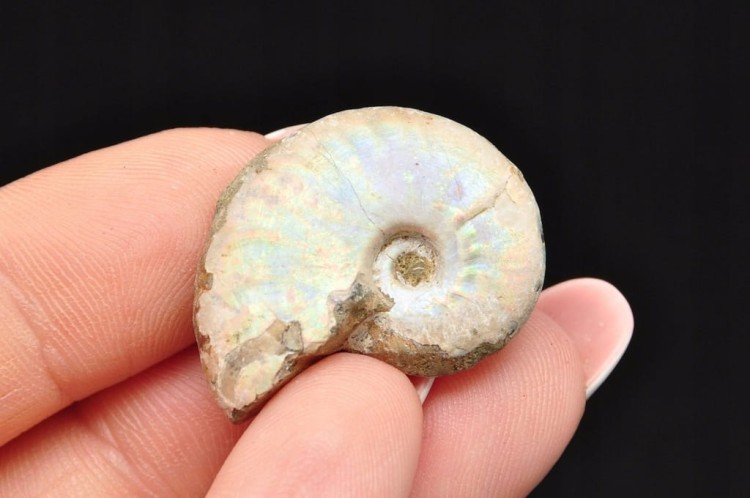 * AMONIT Z OPALIZACJĄ MADAGASKAR WIELOKOLOROWA PRAWDZIWA SKAMIENIAŁOŚĆ 20 *