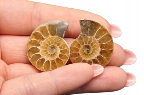 * AMONIT KOMPLET MADAGASKAR SKAMIENIAŁOŚĆ W RAMCE 3D ŁADNA BARWA NR 6 *