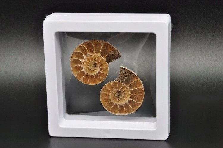 * AMONIT KOMPLET MADAGASKAR SKAMIENIAŁOŚĆ W RAMCE 3D ŁADNA BARWA NR 6 *