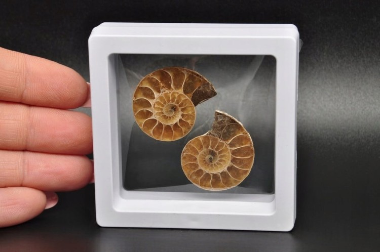 * AMONIT KOMPLET MADAGASKAR SKAMIENIAŁOŚĆ W RAMCE 3D ŁADNA BARWA NR 6 *