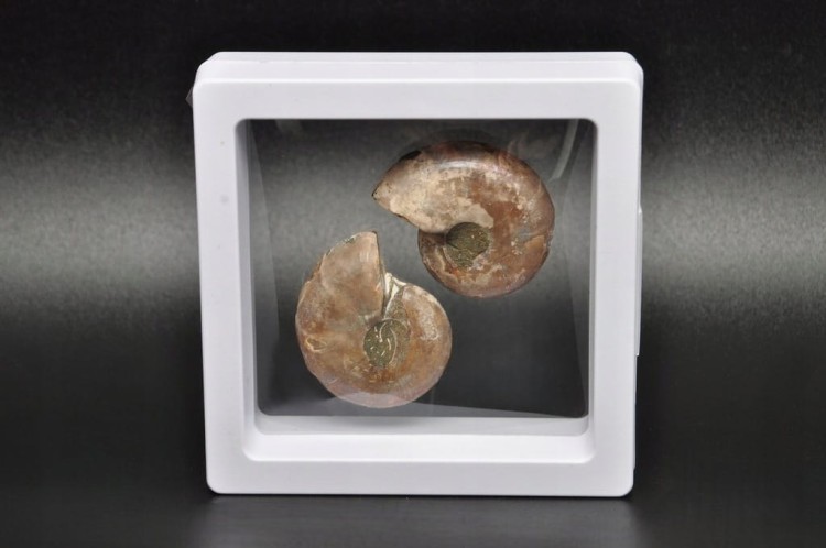 * AMONIT KOMPLET MADAGASKAR SKAMIENIAŁOŚĆ W RAMCE 3D ŁADNA BARWA NR 6 *