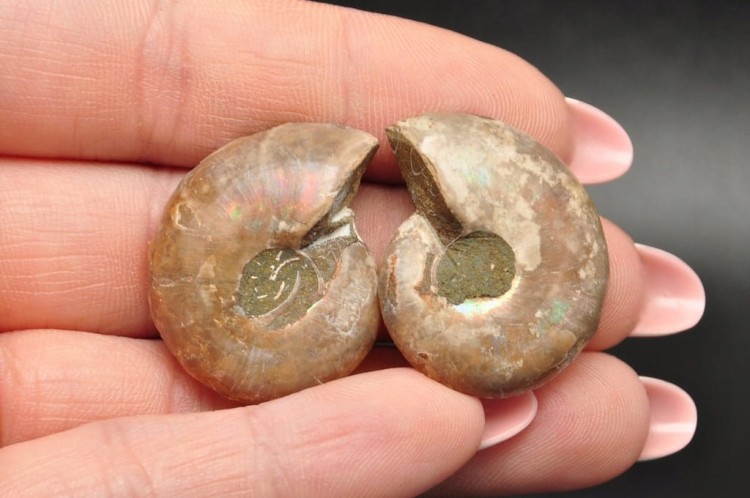 * AMONIT KOMPLET MADAGASKAR SKAMIENIAŁOŚĆ W RAMCE 3D ŁADNA BARWA NR 6 *