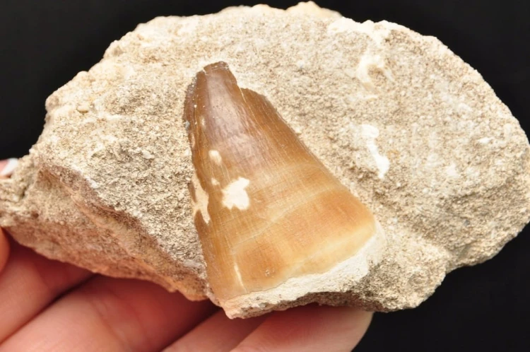* SKAMIENIAŁY ZĄB W SKALE MOZAZAUR MOSASAUR INTERESUJĄCA SKAMIENIAŁOŚĆ M8