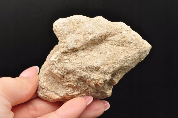 * SKAMIENIAŁY ZĄB W SKALE MOZAZAUR MOSASAUR INTERESUJĄCA SKAMIENIAŁOŚĆ M8
