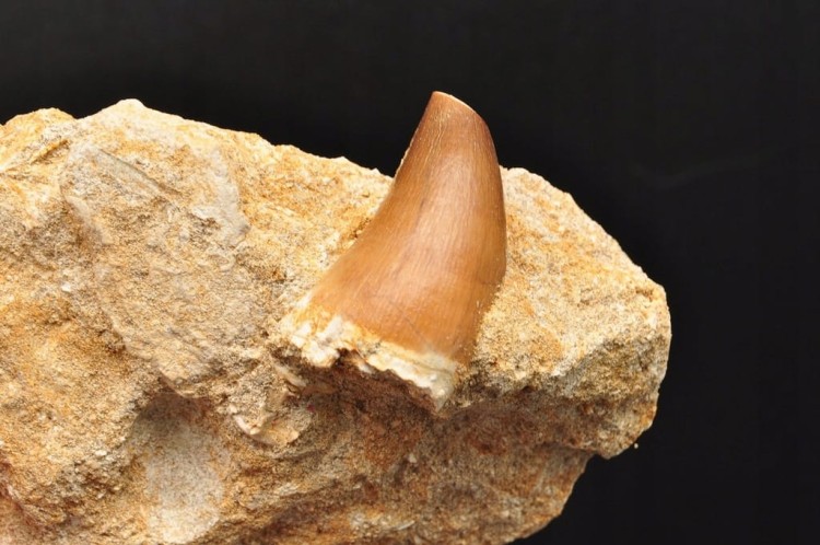 * SKAMIENIAŁY ZĄB W SKALE MOZAZAUR MOSASAUR BARDZO DOBRA JAKOŚĆ NR M6 *