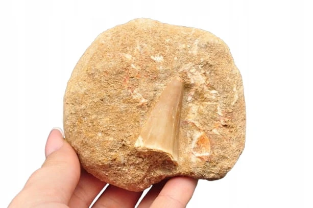 * SKAMIENIAŁY ZĄB W SKALE MOZAZAUR MOSASAUR NATURALNY OKAZ NR M3 *