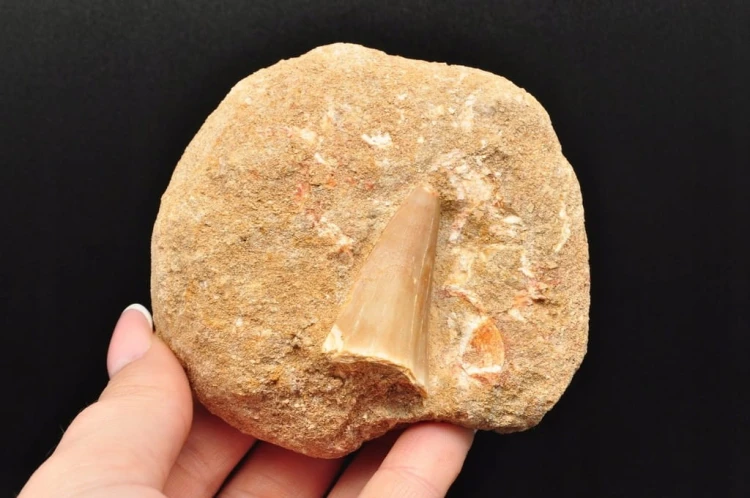 * SKAMIENIAŁY ZĄB W SKALE MOZAZAUR MOSASAUR NATURALNY OKAZ NR M3 *