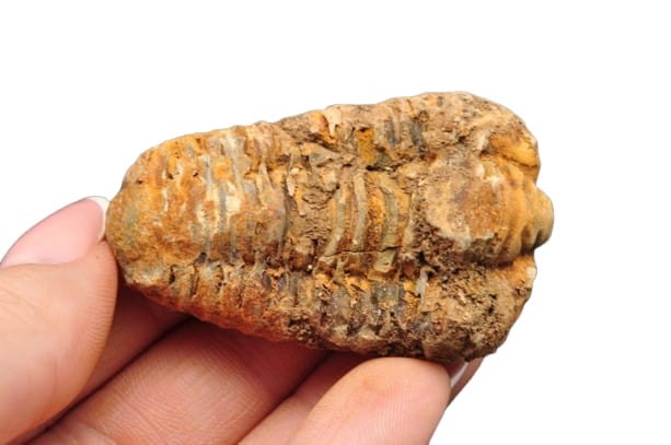 * TRYLOBIT FLEXICALYMENE MAŁY UROCZY OKAZ ZJAWISKOWA BARWA NR 11 *