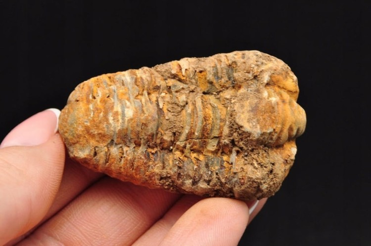 * TRYLOBIT FLEXICALYMENE MAŁY UROCZY OKAZ ZJAWISKOWA BARWA NR 11 *