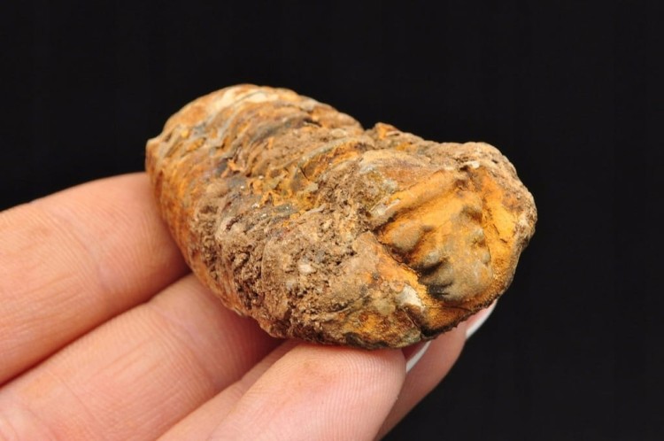 * TRYLOBIT FLEXICALYMENE MAŁY UROCZY OKAZ ZJAWISKOWA BARWA NR 11 *