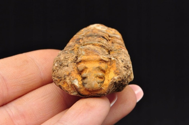 * TRYLOBIT FLEXICALYMENE MAŁY UROCZY OKAZ ZJAWISKOWA BARWA NR 11 *