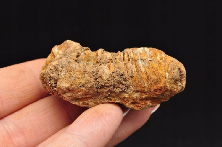 * TRYLOBIT FLEXICALYMENE MAŁY UROCZY OKAZ ZJAWISKOWA BARWA NR 11 *