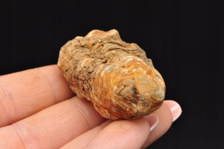 * TRYLOBIT FLEXICALYMENE MAŁY UROCZY OKAZ ZJAWISKOWA BARWA NR 11 *