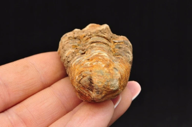 * TRYLOBIT FLEXICALYMENE MAŁY UROCZY OKAZ ZJAWISKOWA BARWA NR 11 *