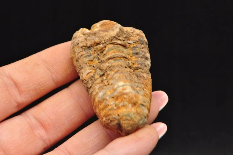 * TRYLOBIT FLEXICALYMENE MAŁY UROCZY OKAZ ZJAWISKOWA BARWA NR 11 *