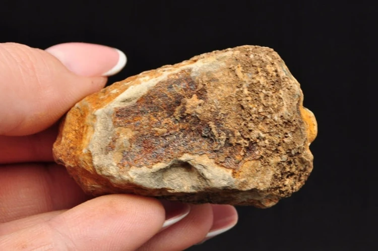 * TRYLOBIT FLEXICALYMENE MAŁY UROCZY OKAZ ZJAWISKOWA BARWA NR 11 *