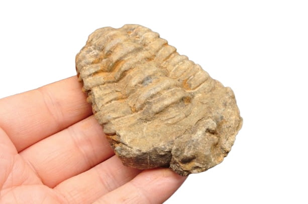 * TRYLOBIT FLEXICALYMENE SUROWY PIĘKNY OKAZ JAKO PREZENT NR 10 *