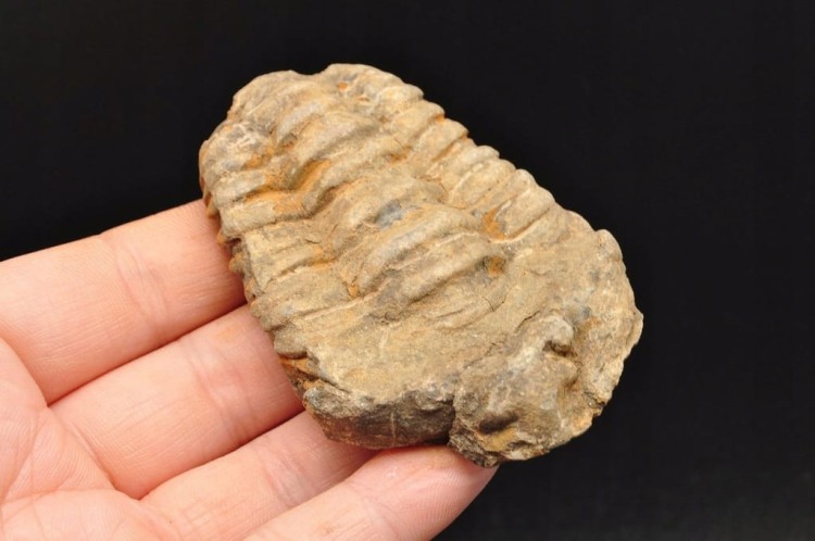 * TRYLOBIT FLEXICALYMENE SUROWY PIĘKNY OKAZ JAKO PREZENT NR 10 *