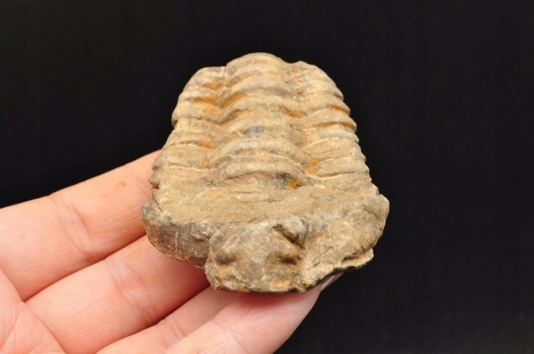 * TRYLOBIT FLEXICALYMENE SUROWY PIĘKNY OKAZ JAKO PREZENT NR 10 *