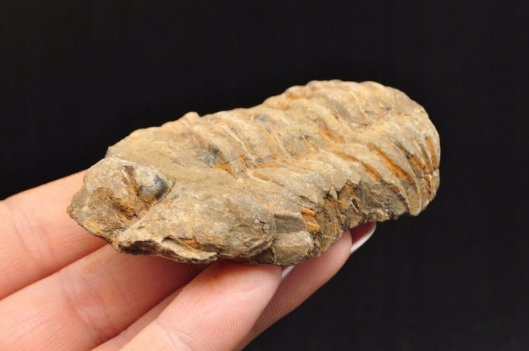 * TRYLOBIT FLEXICALYMENE SUROWY PIĘKNY OKAZ JAKO PREZENT NR 10 *