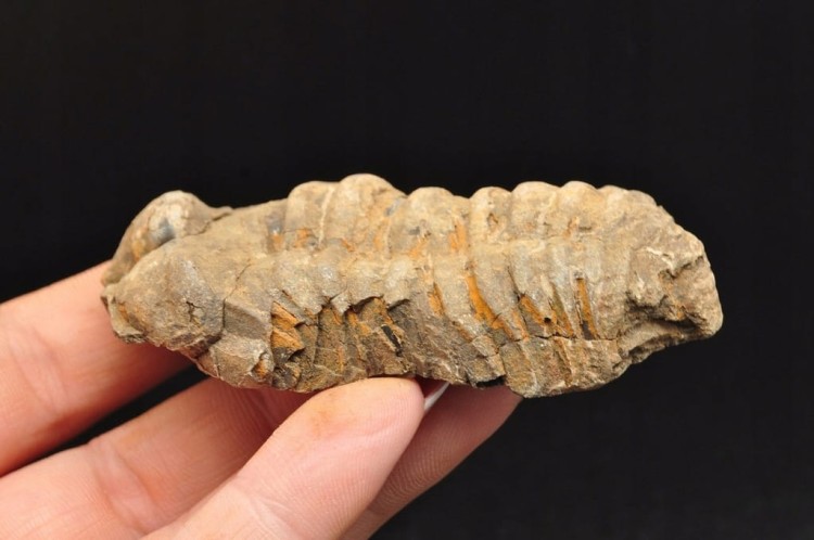 * TRYLOBIT FLEXICALYMENE SUROWY PIĘKNY OKAZ JAKO PREZENT NR 10 *