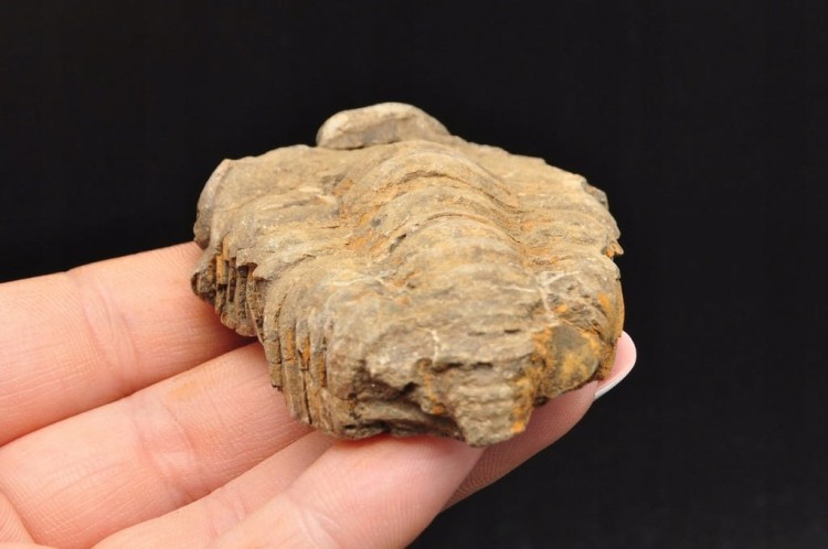 * TRYLOBIT FLEXICALYMENE SUROWY PIĘKNY OKAZ JAKO PREZENT NR 10 *