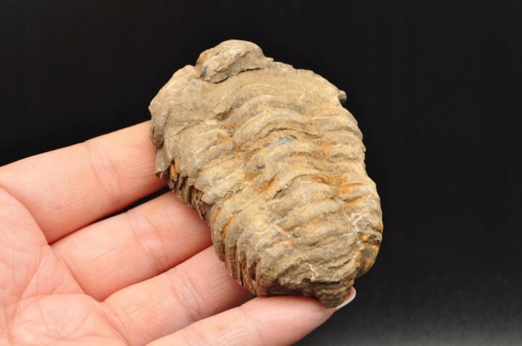 * TRYLOBIT FLEXICALYMENE SUROWY PIĘKNY OKAZ JAKO PREZENT NR 10 *