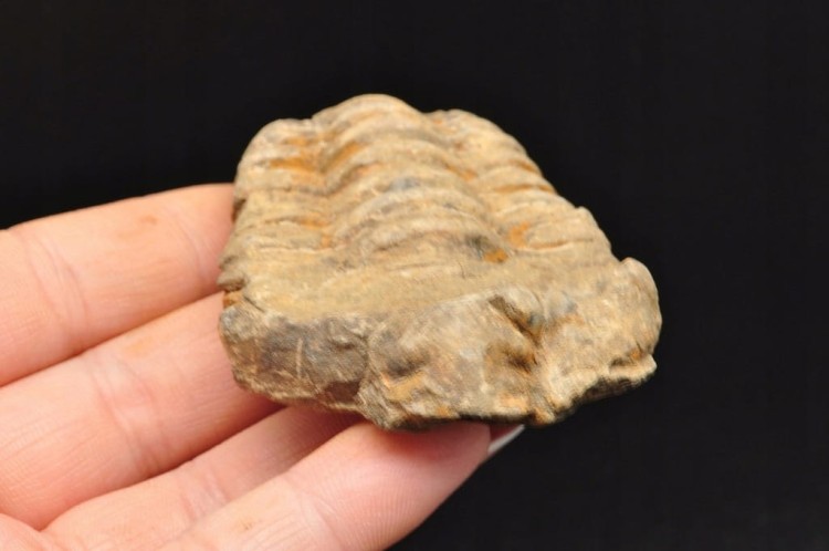 * TRYLOBIT FLEXICALYMENE SUROWY PIĘKNY OKAZ JAKO PREZENT NR 10 *