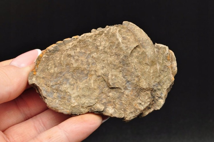 * TRYLOBIT FLEXICALYMENE SUROWY PIĘKNY OKAZ JAKO PREZENT NR 10 *