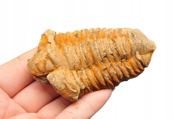 * TRYLOBIT FLEXICALYMENE SKAMIENIAŁOŚĆ ORYGINALNY OKAZ NR 7 *