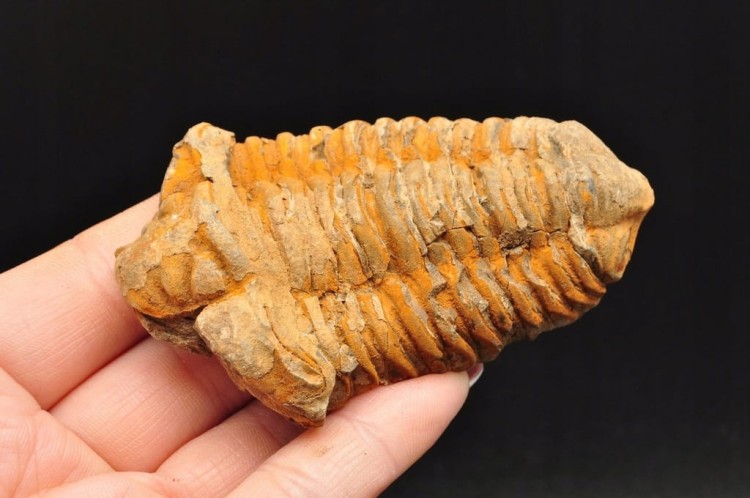 * TRYLOBIT FLEXICALYMENE SKAMIENIAŁOŚĆ ORYGINALNY OKAZ NR 7 *