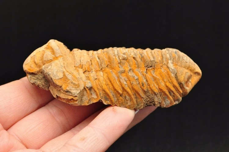 * TRYLOBIT FLEXICALYMENE SKAMIENIAŁOŚĆ ORYGINALNY OKAZ NR 7 *