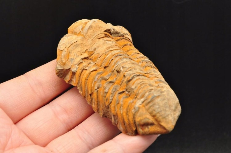 * TRYLOBIT FLEXICALYMENE SKAMIENIAŁOŚĆ ORYGINALNY OKAZ NR 7 *