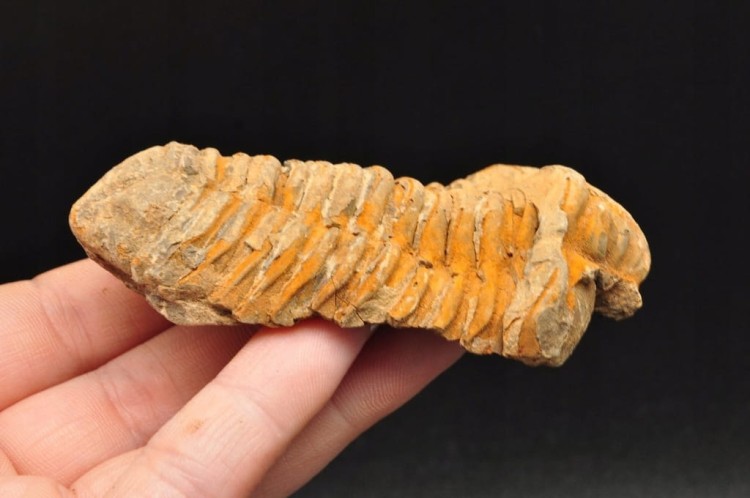 * TRYLOBIT FLEXICALYMENE SKAMIENIAŁOŚĆ ORYGINALNY OKAZ NR 7 *