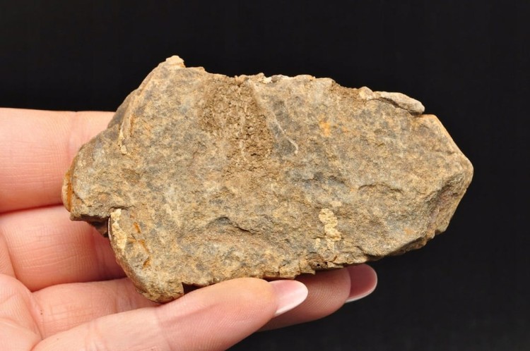 * TRYLOBIT FLEXICALYMENE SKAMIENIAŁOŚĆ ORYGINALNY OKAZ NR 7 *