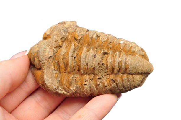 * TRYLOBIT FLEXICALYMENE SUROWY OKAZ IDEALNY DO KOLEKCJI NR 6 *