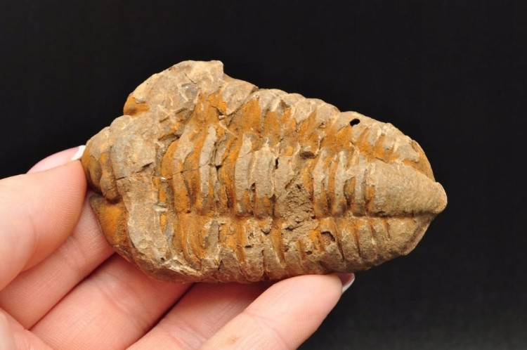 * TRYLOBIT FLEXICALYMENE SUROWY OKAZ IDEALNY DO KOLEKCJI NR 6 *