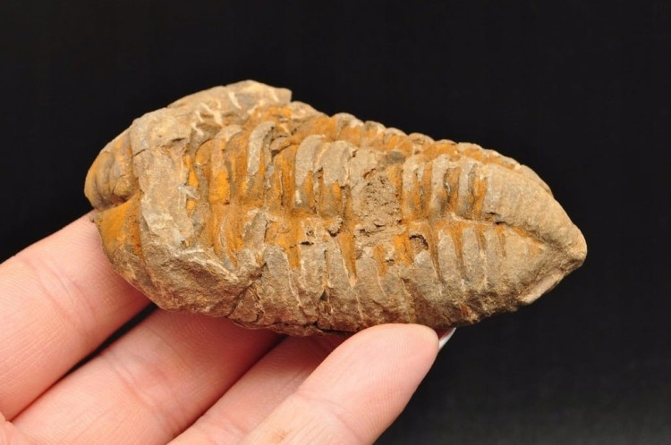 * TRYLOBIT FLEXICALYMENE SUROWY OKAZ IDEALNY DO KOLEKCJI NR 6 *