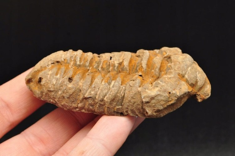 * TRYLOBIT FLEXICALYMENE SUROWY OKAZ IDEALNY DO KOLEKCJI NR 6 *