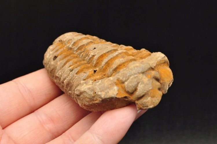 * TRYLOBIT FLEXICALYMENE SUROWY OKAZ IDEALNY DO KOLEKCJI NR 6 *