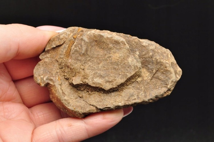 * TRYLOBIT FLEXICALYMENE SUROWY OKAZ IDEALNY DO KOLEKCJI NR 6 *