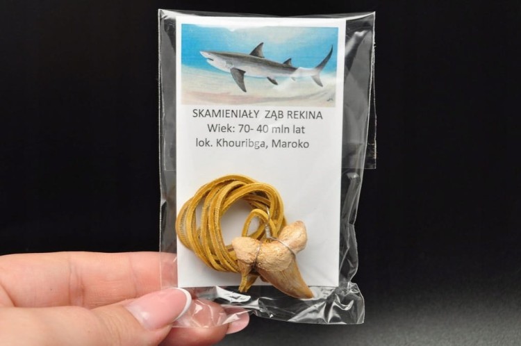 * ZĄB PREHISTORYCZNEGO REKINA MAROKO ZAWIESZKA JASNY RZEMYK NR 13 *