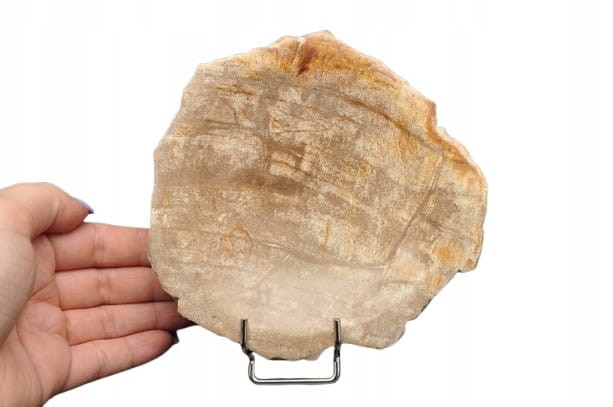 * SKAMIENIAŁE DREWNO INDONEZJA MISKA JASNY KOLOR DOSKONAŁA JAKO OZDOBA NR 3