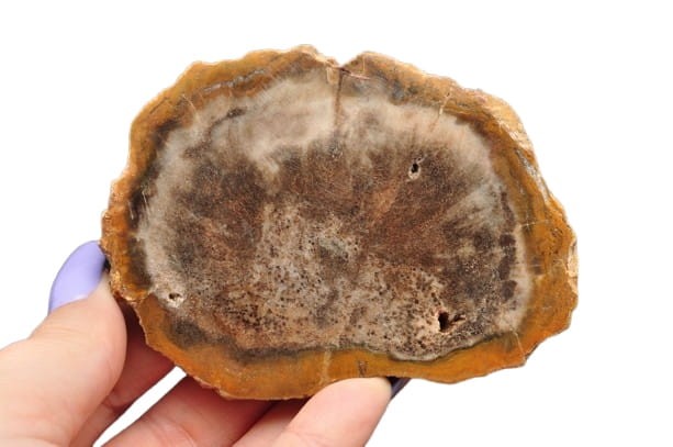 * SKAMIENIAŁE DREWNO PLASTER ZJAWISKOWY WZÓR DOBRZE ZACHOWANY OKAZ NR 1 *