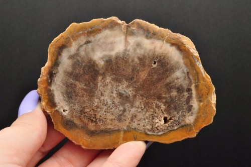 * SKAMIENIAŁE DREWNO PLASTER ZJAWISKOWY WZÓR DOBRZE ZACHOWANY OKAZ NR 1 *